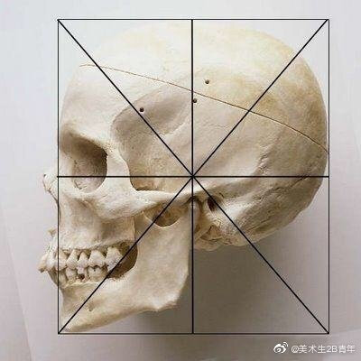 头骨结构