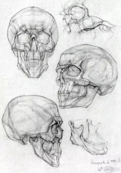 头骨结构