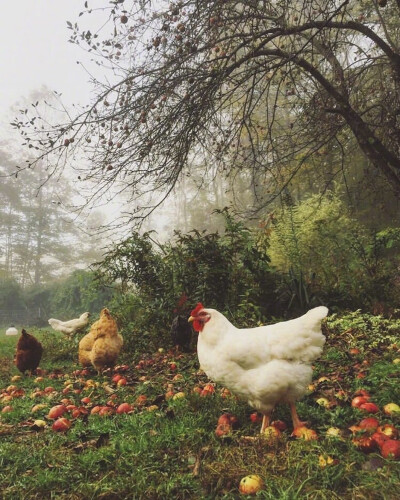 ：晴秋上午，随便走走，不一定要快乐。”—木心。
longestacresfarm