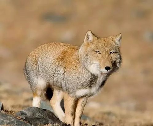 藏狐—史上颜值最低狐狸!