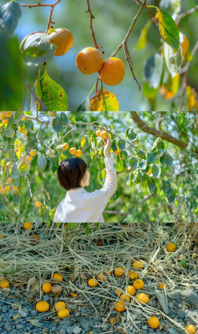 秋日来信|秋风簌簌，桂花淡香，蟹肥酒黄，街边卖糖炒栗子的小店开始排起了长队，月色一日比一日清素，雨声从热闹变得沉寂，裹上厚厚的毛衫，一切都是我喜欢的模样 ​
摄影：@小森林Studio ​