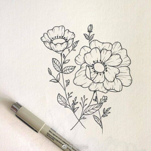 黑白线描 花