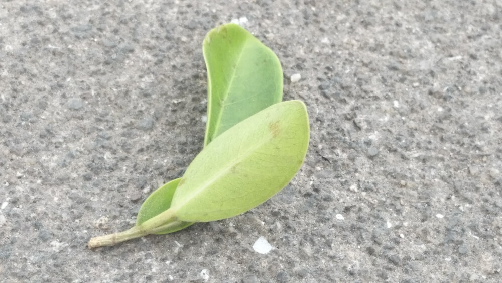 鲁迅说
这世界上
有第一个吃螃蟹的人
一定也有第一个吃蜘蛛的人
只是蜘蛛不好吃
后人就不吃了