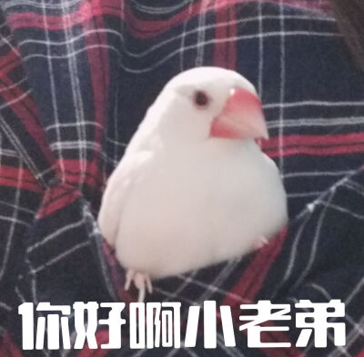 這是我家的鳥鳥！給你們康康