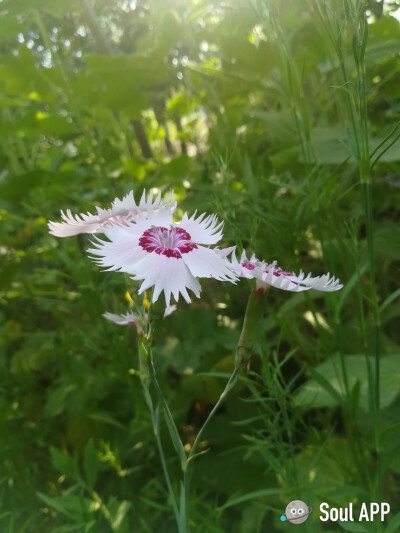 古道天涯有遗花