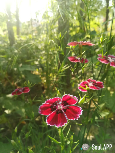 古道天涯有遗花