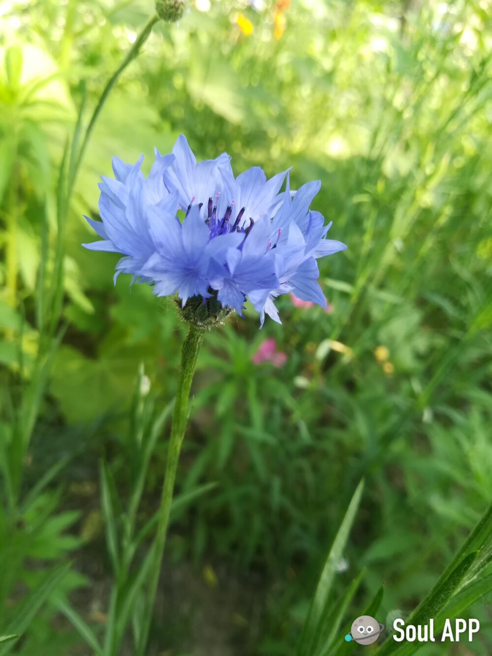 古道天涯有遗花