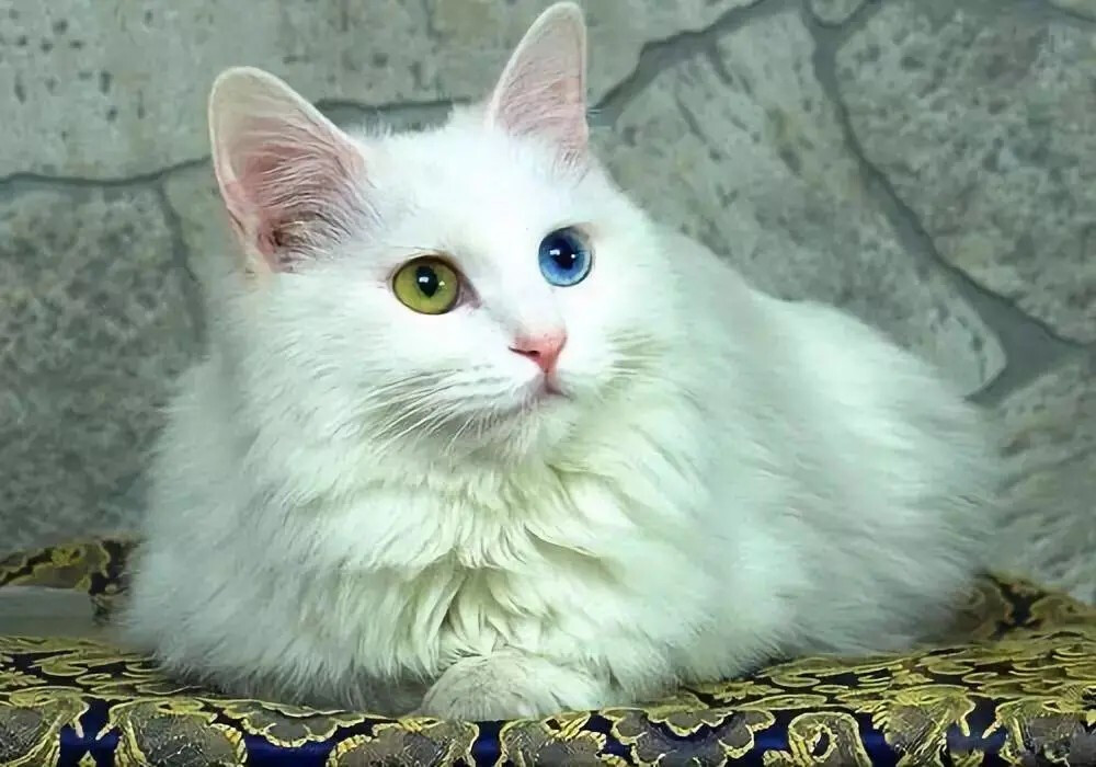 俄罗斯蓝猫英国短毛猫英短波斯猫异瞳猫
