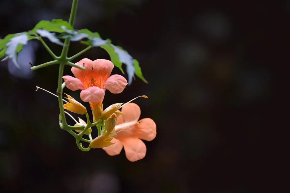 凌霄花