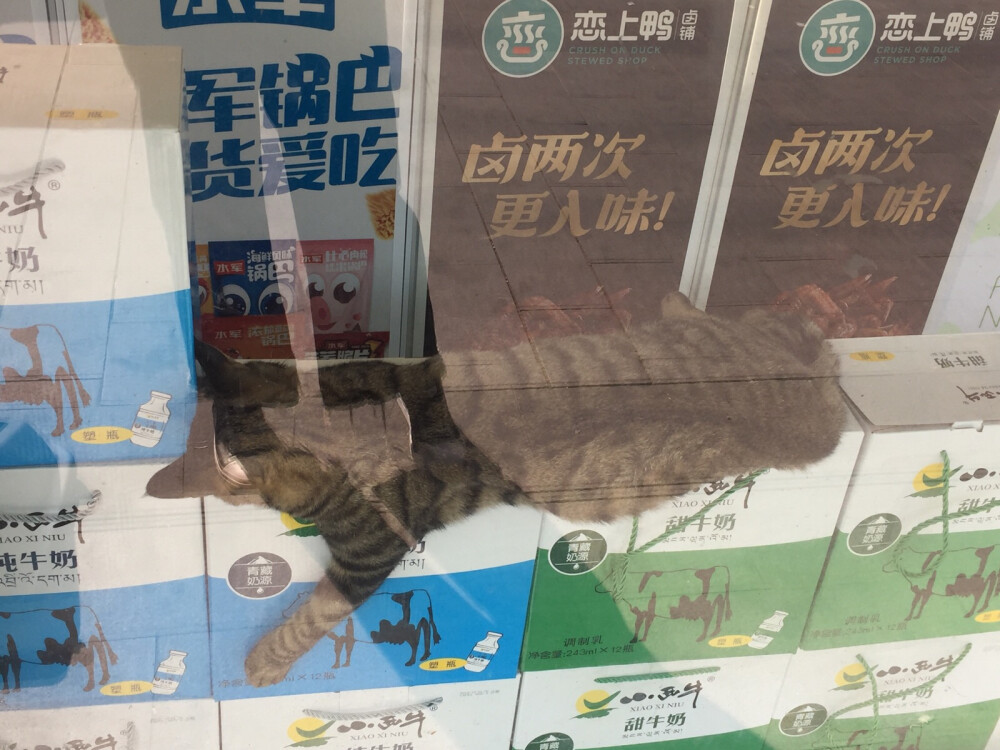 猫