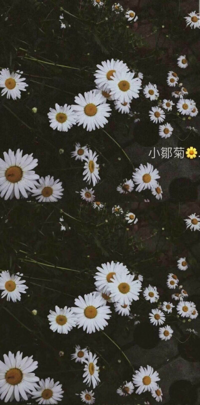 小雏菊|壁纸