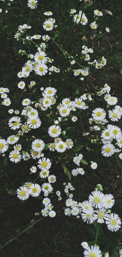 小雏菊|壁纸