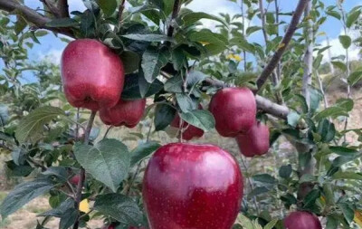 甘肃天水 花牛苹果
花牛苹果在2016年被定为商标，在世界上与美国蛇果、日本红富士拥有同种地位，是妥妥的贵族。