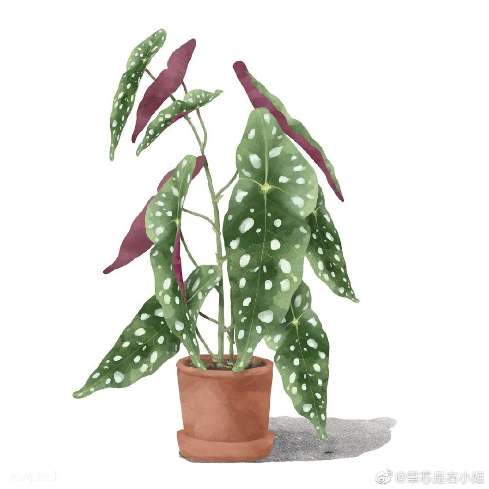 植物