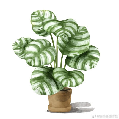 植物