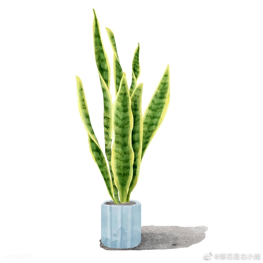 植物