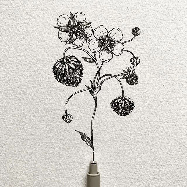 植物花卉线描