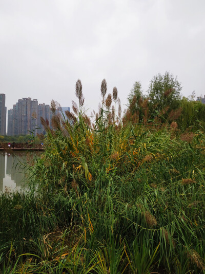 丹桂香消栾荚红，兴洛湖畔芦花风。丝雨绵凉无限意，半塘枯荷半塘影。