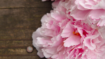 desktop wallpaper peony