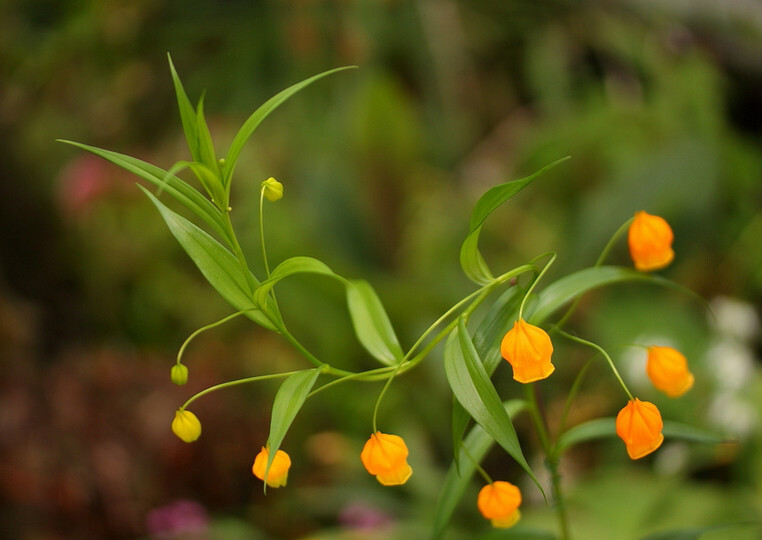 宫灯百合
南半球其花期恰逢圣诞节，因而英文名叫“圣诞风铃（Christmas bells）”，又因为金黄色的花酷似灯笼故名“中国宫灯（Chinese LanternLily）”。