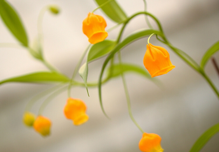 宫灯百合
南半球其花期恰逢圣诞节，因而英文名叫“圣诞风铃（Christmas bells）”，又因为金黄色的花酷似灯笼故名“中国宫灯（Chinese LanternLily）”。