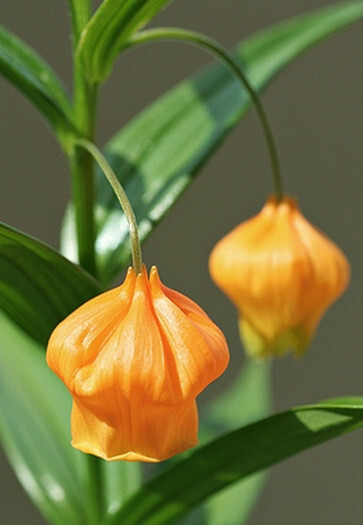 宮燈百合
南半球其花期恰逢圣誕節(jié)，因而英文名叫“圣誕風(fēng)鈴（Christmas bells）”，又因?yàn)榻瘘S色的花酷似燈籠故名“中國(guó)宮燈（Chinese LanternLily）”。