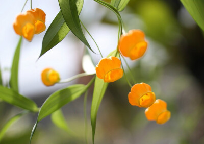 宫灯百合
南半球其花期恰逢圣诞节，因而英文名叫“圣诞风铃（Christmas bells）”，又因为金黄色的花酷似灯笼故名“中国宫灯（Chinese LanternLily）”。