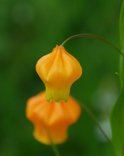 宫灯百合
南半球其花期恰逢圣诞节，因而英文名叫“圣诞风铃（Christmas bells）”，又因为金黄色的花酷似灯笼故名“中国宫灯（Chinese LanternLily）”。