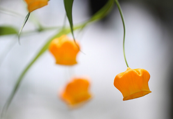 宫灯百合
南半球其花期恰逢圣诞节，因而英文名叫“圣诞风铃（Christmas bells）”，又因为金黄色的花酷似灯笼故名“中国宫灯（Chinese LanternLily）”。