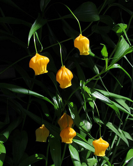 宫灯百合
南半球其花期恰逢圣诞节，因而英文名叫“圣诞风铃（Christmas bells）”，又因为金黄色的花酷似灯笼故名“中国宫灯（Chinese LanternLily）”。