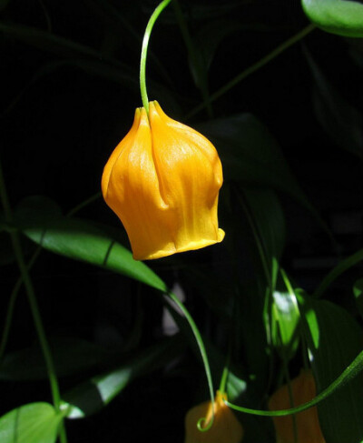 宫灯百合
南半球其花期恰逢圣诞节，因而英文名叫“圣诞风铃（Christmas bells）”，又因为金黄色的花酷似灯笼故名“中国宫灯（Chinese LanternLily）”。