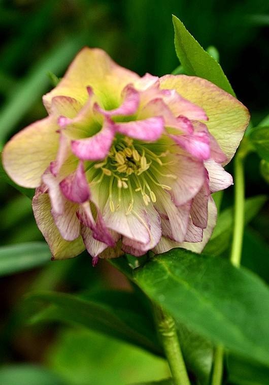 铁筷子
铁筷子（Helleborus thibetanus Franch.），别名九牛七、双铃草、小山桃儿七、小桃儿七、鸳鸯七、冰凉花、嚏根草。多年生常绿草本，根状茎直径约4毫米，密生肉质长须根。茎高30-50厘米，无毛，上部分枝，基部有2-3个鞘状叶。较耐寒，喜半阴环境，忌干冷，其主要生长在四川、甘肃、陕西等地，多地有引种栽培。可作药用；花期由冬至翌春，有一定的园林观赏价值。