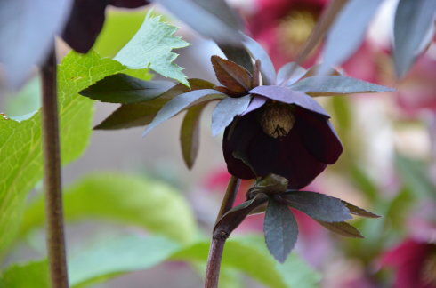 铁筷子
铁筷子（Helleborus thibetanus Franch.），别名九牛七、双铃草、小山桃儿七、小桃儿七、鸳鸯七、冰凉花、嚏根草。多年生常绿草本，根状茎直径约4毫米，密生肉质长须根。茎高30-50厘米，无毛，上部分枝，基部有2-3个鞘状叶。较耐寒，喜半阴环境，忌干冷，其主要生长在四川、甘肃、陕西等地，多地有引种栽培。可作药用；花期由冬至翌春，有一定的园林观赏价值。