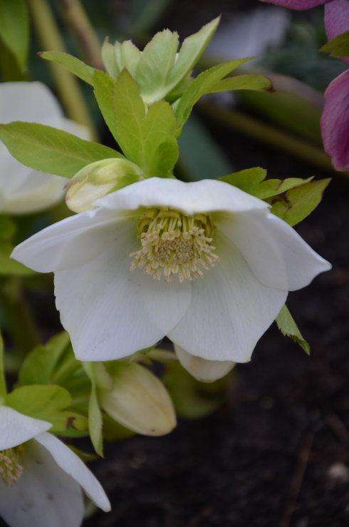 铁筷子
铁筷子（Helleborus thibetanus Franch.），别名九牛七、双铃草、小山桃儿七、小桃儿七、鸳鸯七、冰凉花、嚏根草。多年生常绿草本，根状茎直径约4毫米，密生肉质长须根。茎高30-50厘米，无毛，上部分枝，基部有2-3个鞘状叶。较耐寒，喜半阴环境，忌干冷，其主要生长在四川、甘肃、陕西等地，多地有引种栽培。可作药用；花期由冬至翌春，有一定的园林观赏价值。