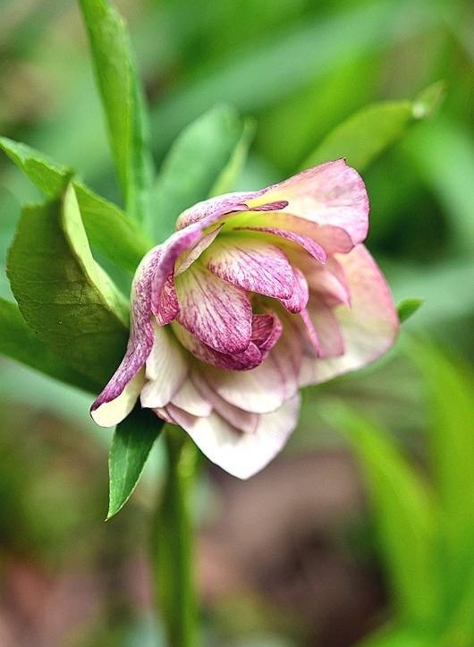 铁筷子
铁筷子（Helleborus thibetanus Franch.），别名九牛七、双铃草、小山桃儿七、小桃儿七、鸳鸯七、冰凉花、嚏根草。多年生常绿草本，根状茎直径约4毫米，密生肉质长须根。茎高30-50厘米，无毛，上部分枝，基部有2-3个鞘状叶。较耐寒，喜半阴环境，忌干冷，其主要生长在四川、甘肃、陕西等地，多地有引种栽培。可作药用；花期由冬至翌春，有一定的园林观赏价值。