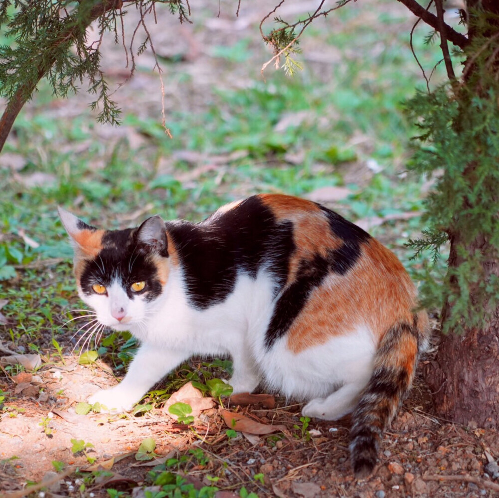 狸花猫