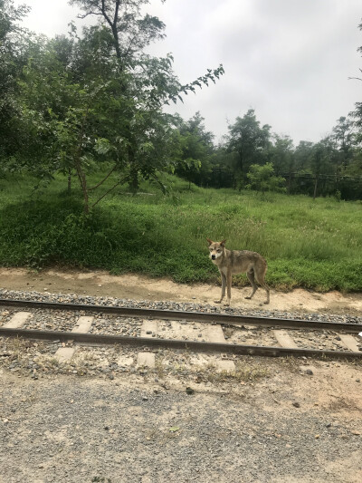 秦皇岛野生动物园