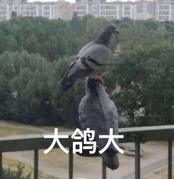 鴿子表情包