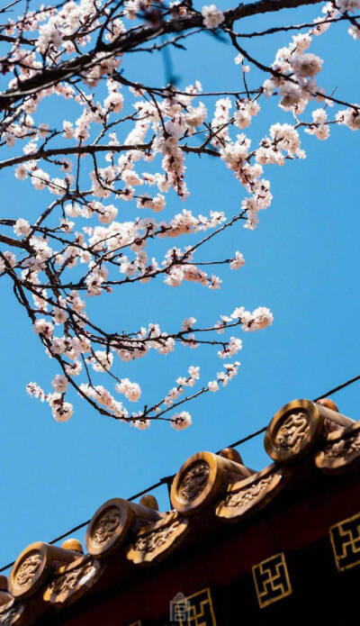红墙印花影