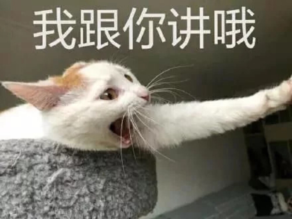 猫猫狗狗