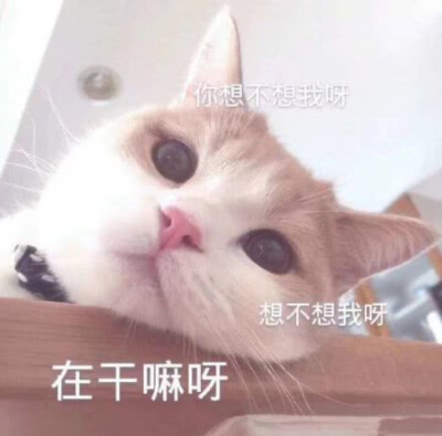 猫猫狗狗