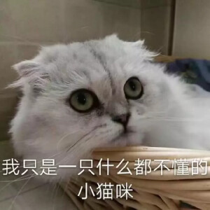 猫猫狗狗