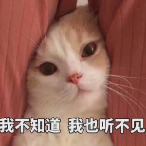 猫猫狗狗