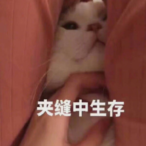 猫猫狗狗