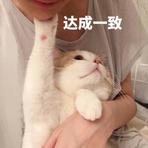 猫猫狗狗