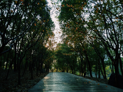 2019.11.09
生活总有不期而遇的惊喜
譬如清晨被秋雨打湿的一叶时光
调色：VSCO
禁二转