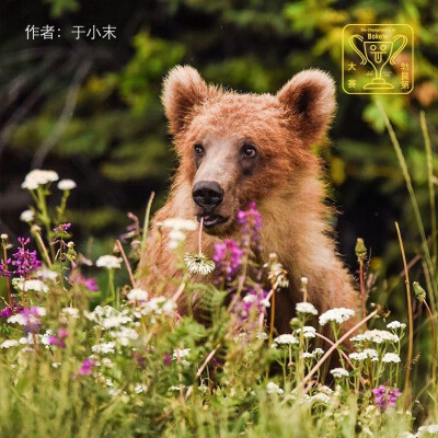 花丛里的熊。