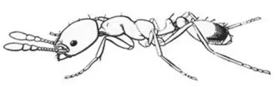 法老蚁 Monomorium pharaonis
外型：体长1.5毫米至2毫米，微小的浅黄棕色蚂蚁。典型的蚂蚁长相，头部方形，细腰。
生活：建造大型巢穴，可多达35万只不育的雌蚁（工蚁），搜寻食物、照看幼虫和清理巢。约800只可…