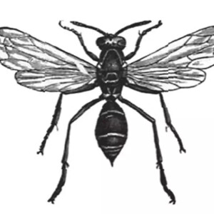 马蜂,马蜂属 polistes 外型:体长20毫