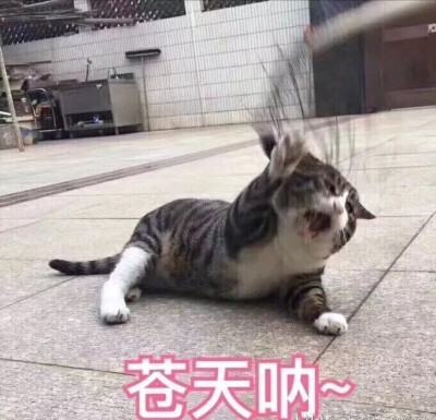 猫猫